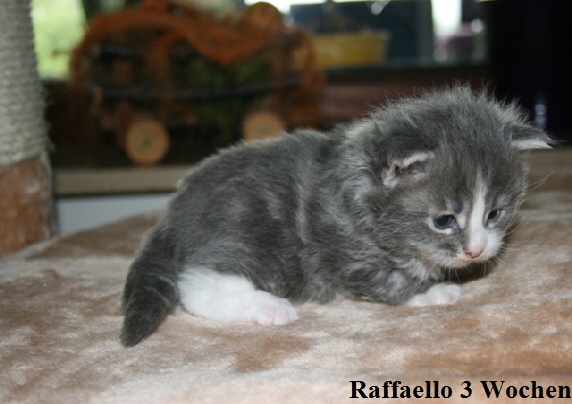 Raffaello 3 Wochen (2)